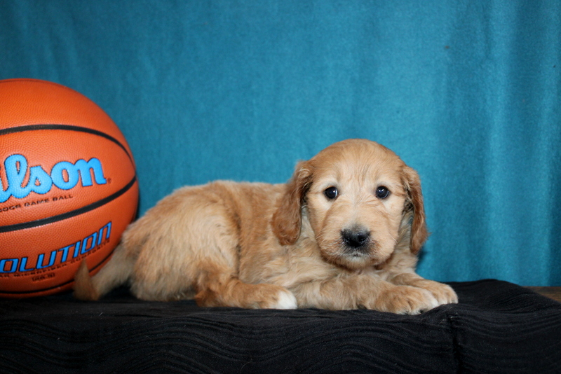 puppy, for, sale, Mini Goldendoodle , Matthew B. Stoltzfus, dog, breeder, Gap, PA, dog-breeder, puppy-for-sale, forsale, nearby, find, puppyfind, locator, puppylocator, aca